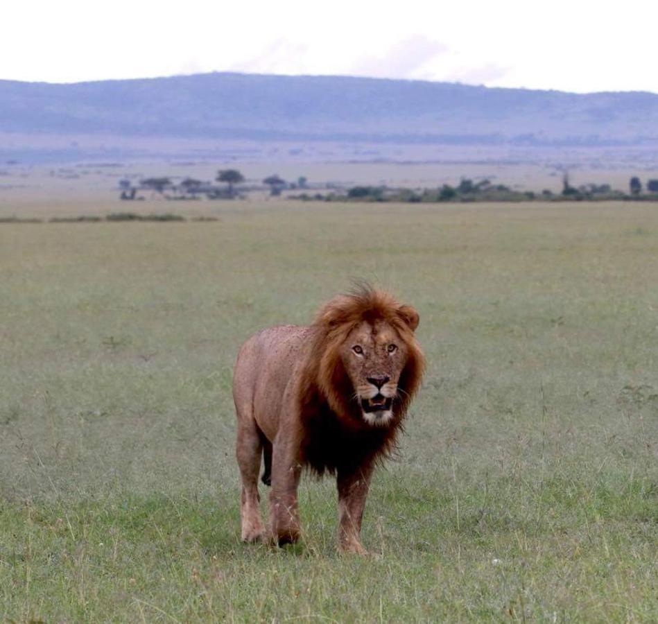 Maasai Homestay Camping Sekenani ภายนอก รูปภาพ
